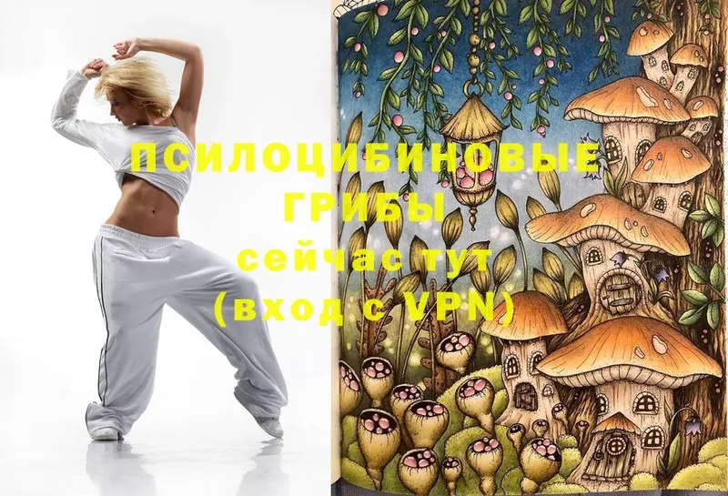 omg онион  Скопин  Галлюциногенные грибы Psilocybine cubensis 